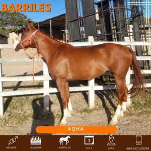 Yegua mestiza excepcional para barriles: