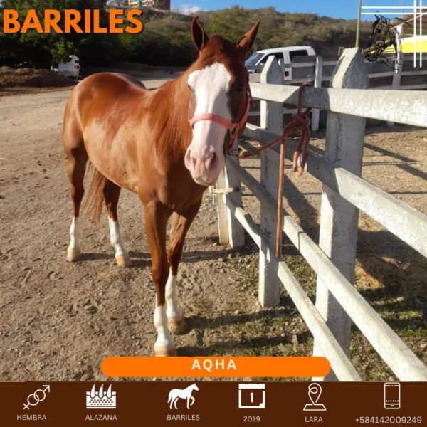 Yegua mestiza excepcional para barriles: - Imagen 5