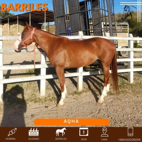 Yegua mestiza excepcional para barriles: - Imagen 3