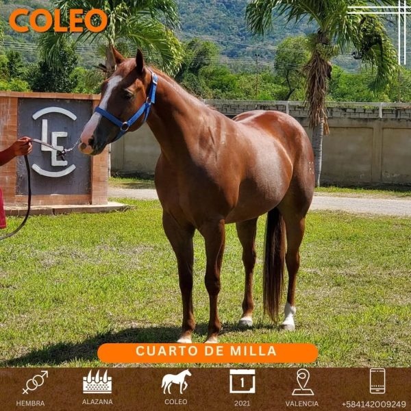 MISS RIO SMART - Imagen 3