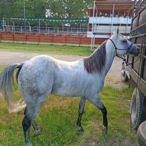 ⚡ ¡PODER Y BRÍO: PROSPECTO MORO PARA COLEO! 🐎🔥