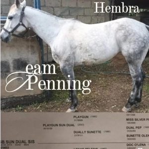 🐴 EN VENTA: YEGUA MORA 2015 (CON REGISTRO) 💎