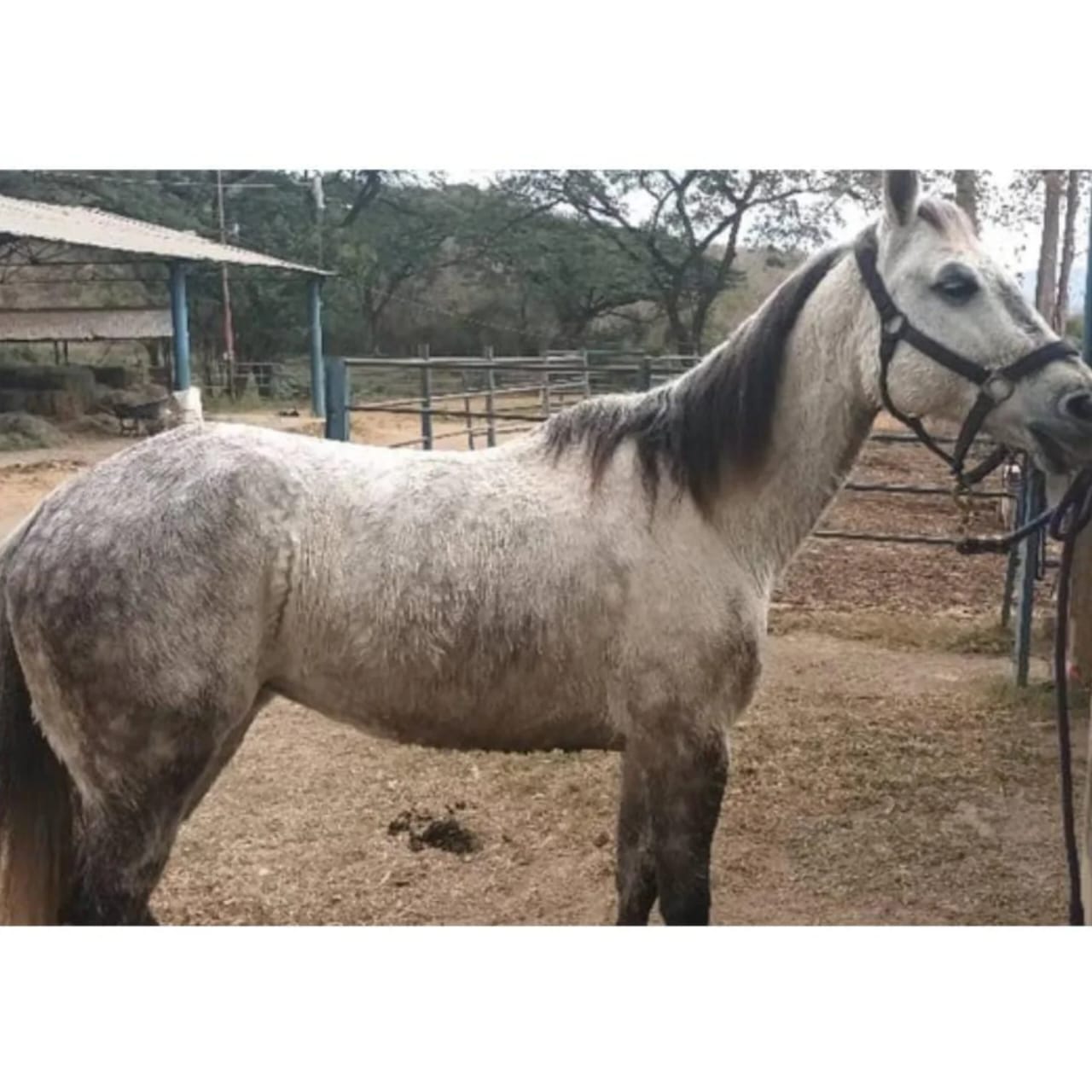 🐴 EN VENTA: YEGUA MORA 2015 (CON REGISTRO) 💎 - Imagen 3