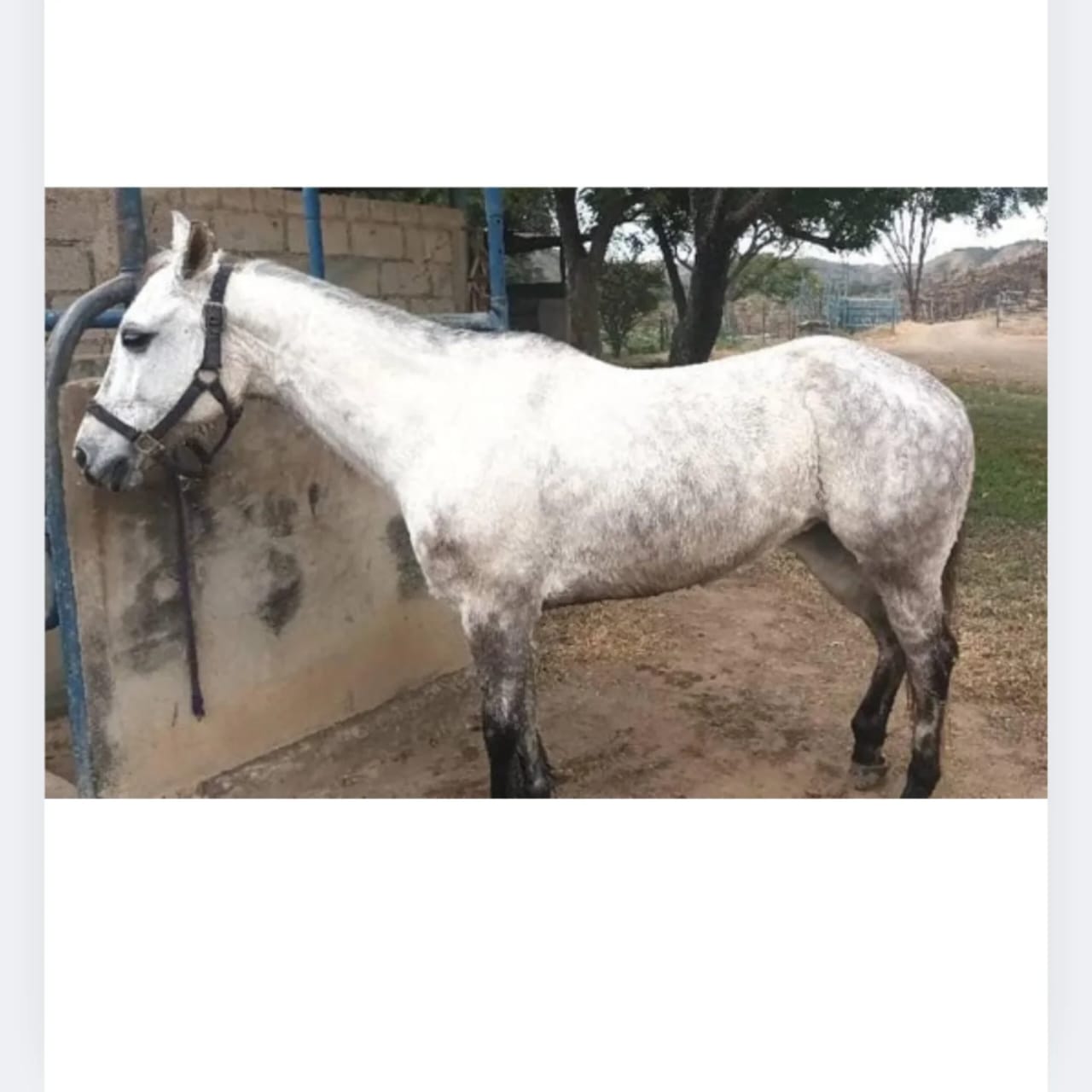 🐴 EN VENTA: YEGUA MORA 2015 (CON REGISTRO) 💎 - Imagen 4