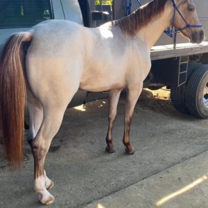 "RICKY BOBBIE: La Realeza del Cutting en tus Manos 👑🐾"