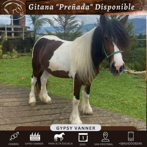 GITANA - Imagen 4