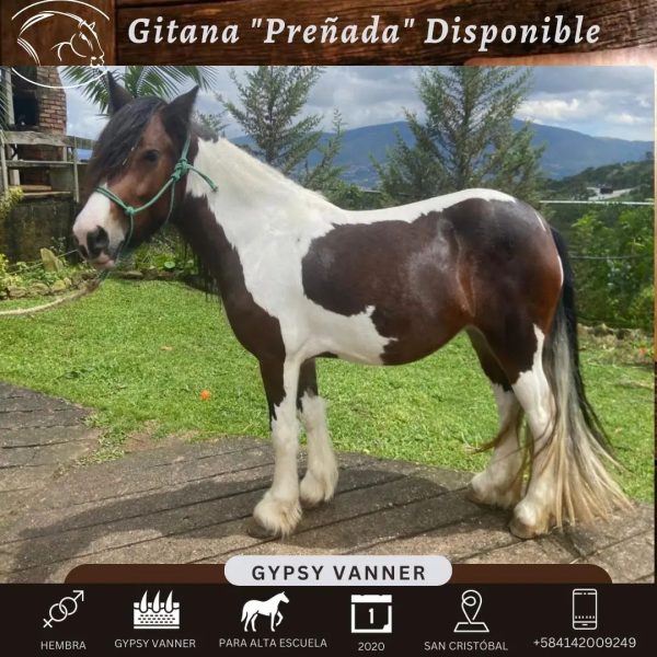 GITANA - Imagen 2