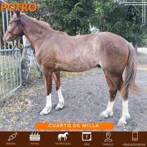 Heredero