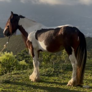 GITANA