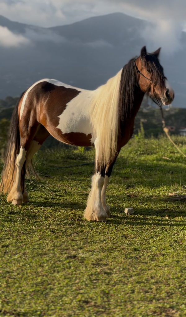 GITANA - Imagen 8