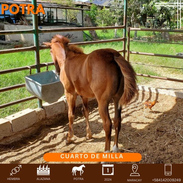 kleopatra Smooth CAT - Imagen 2