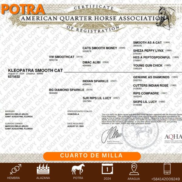 kleopatra Smooth CAT - Imagen 4