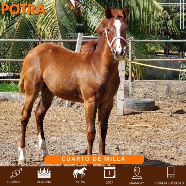 kleopatra Smooth CAT - Imagen 5