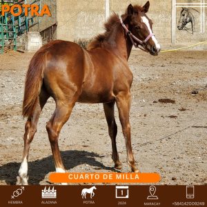 kleopatra Smooth CAT