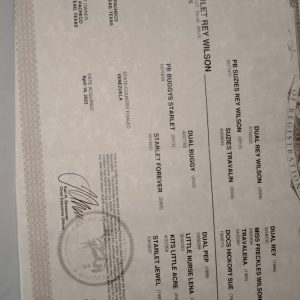 💎 ELITE NACIENTE: STARLET REY WILSON 🐎✨