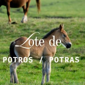 🐴 ¡GRAN LOTE DE CABALLOS DE TRABAJO DISPONIBLE! 🤠🌾