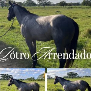 EN VENTA: PROSPECTO BLUE ROAN 💎