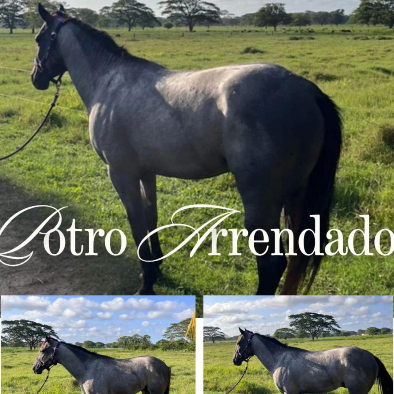EN VENTA: PROSPECTO BLUE ROAN 💎