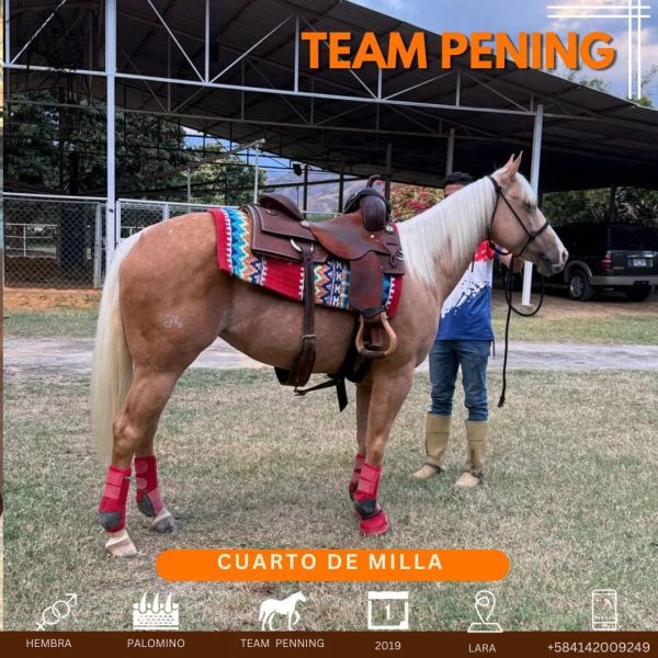 Espectacular yegua 4ta milla Palomino, nacida en 2019 - Imagen 2