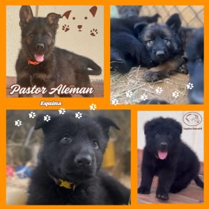 Cachorros Pastor Alemán  inteligente y con un pedigree insuperable