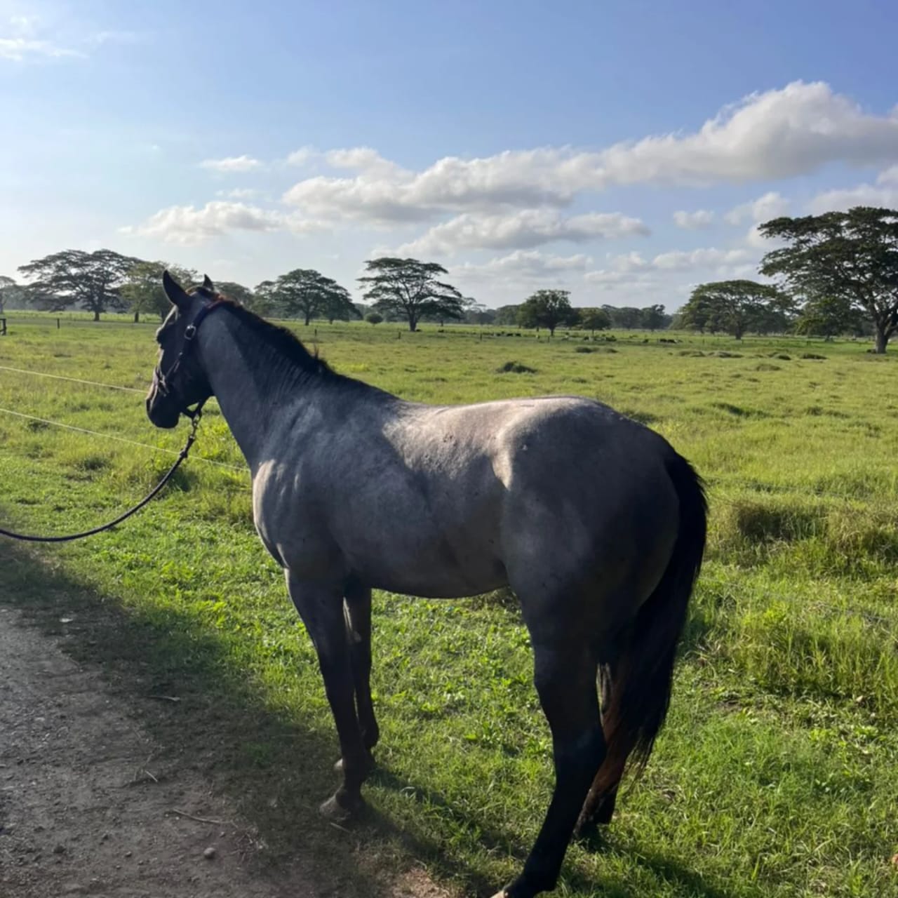 EN VENTA: PROSPECTO BLUE ROAN 💎 - Imagen 2