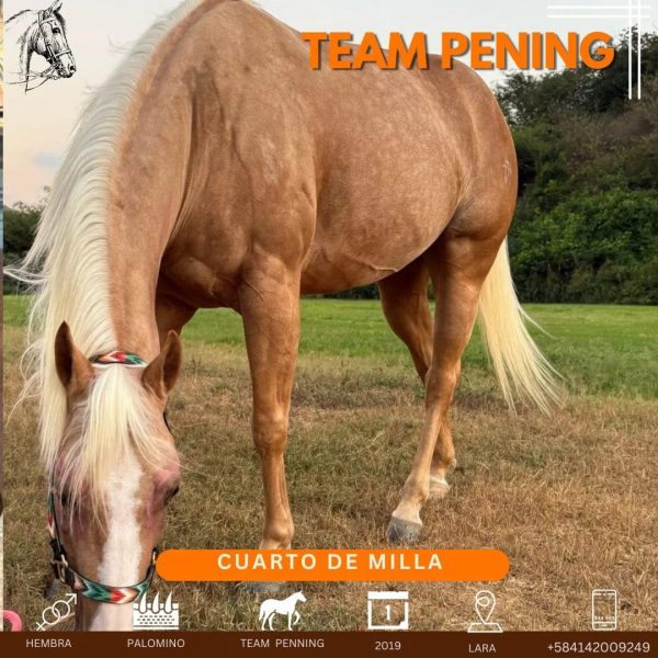 Espectacular yegua 4ta milla Palomino, nacida en 2019 - Imagen 3