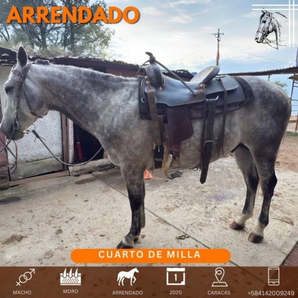 ¡Conozcan a Moro!  Este hermoso ejemplar de raza Cuarto de Milla, nacido en 2020, - Imagen 3