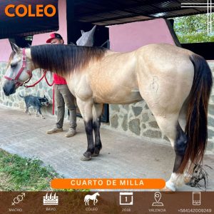 Hermoso bayo hijo de #claytonswooddust de @robertogaguilera @jccelisruiz Nieto