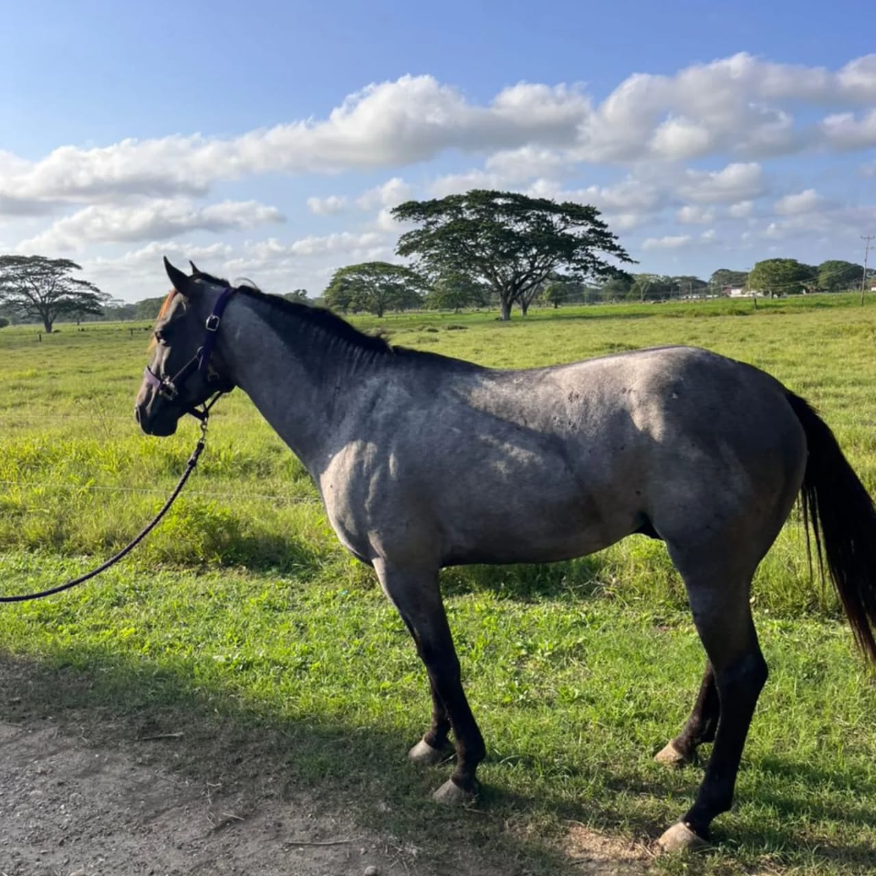 EN VENTA: PROSPECTO BLUE ROAN 💎 - Imagen 3