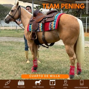 Espectacular yegua 4ta milla Palomino, nacida en 2019