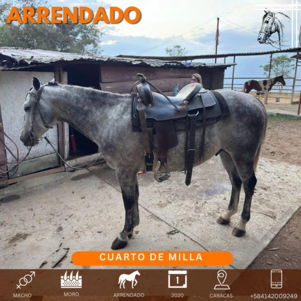 ¡Conozcan a Moro!  Este hermoso ejemplar de raza Cuarto de Milla, nacido en 2020, - Imagen 4
