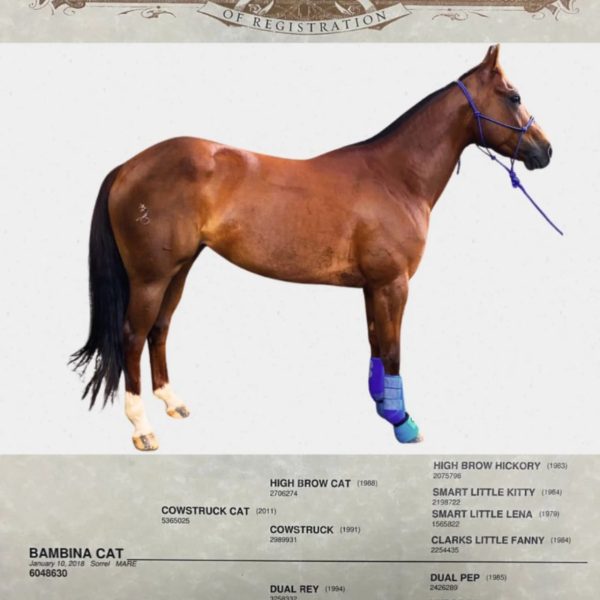 Conoce a la estrella en ascenso del Team Penning! 🐎  Les presentamos a Bambina Cat - Imagen 2