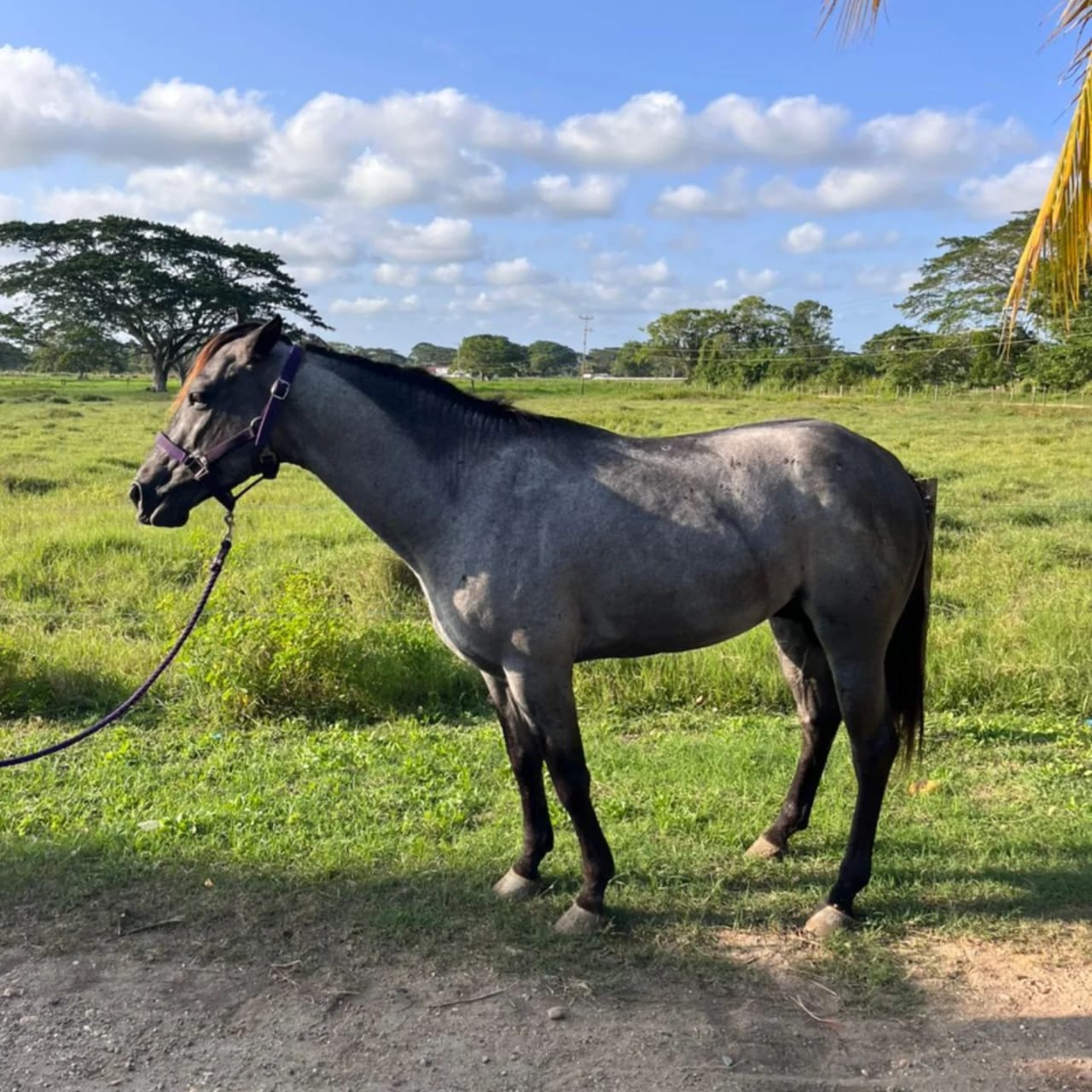 EN VENTA: PROSPECTO BLUE ROAN 💎 - Imagen 4