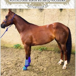 Conoce a la estrella en ascenso del Team Penning! 🐎  Les presentamos a Bambina Cat
