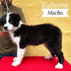 Dos preciosos cachorros Border Collie!