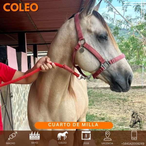 Hermoso bayo hijo de #claytonswooddust de @robertogaguilera @jccelisruiz Nieto - Imagen 2