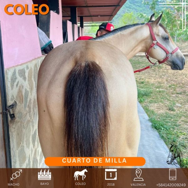 Hermoso bayo hijo de #claytonswooddust de @robertogaguilera @jccelisruiz Nieto - Imagen 3