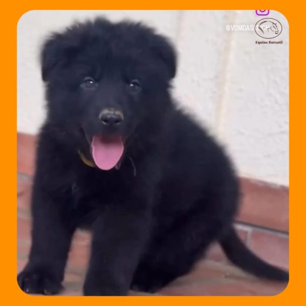 Cachorros Pastor Alemán  inteligente y con un pedigree insuperable - Imagen 5