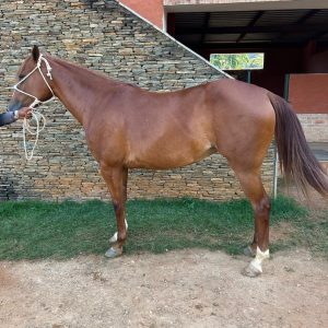 🌟 ¡PROSPECTO DE ÉLITE: CASTAÑA DE GRAN POTENCIAL! 🐴💎