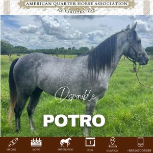 🌟 ¡Joven Semental Moro en Arriendo: Potencial de Campeón! 🌟