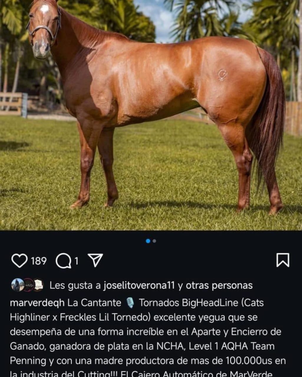 MV TORNABLUE - Imagen 5