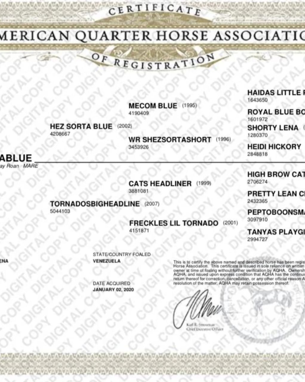 MV TORNABLUE - Imagen 3