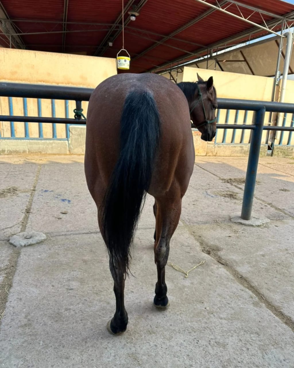 MV TORNABLUE - Imagen 4