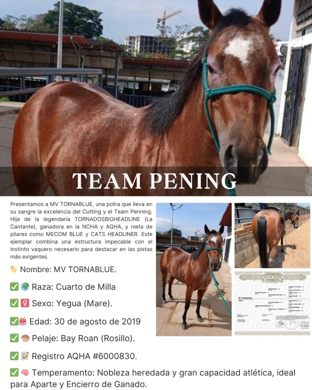 MV TORNABLUE - Imagen 6