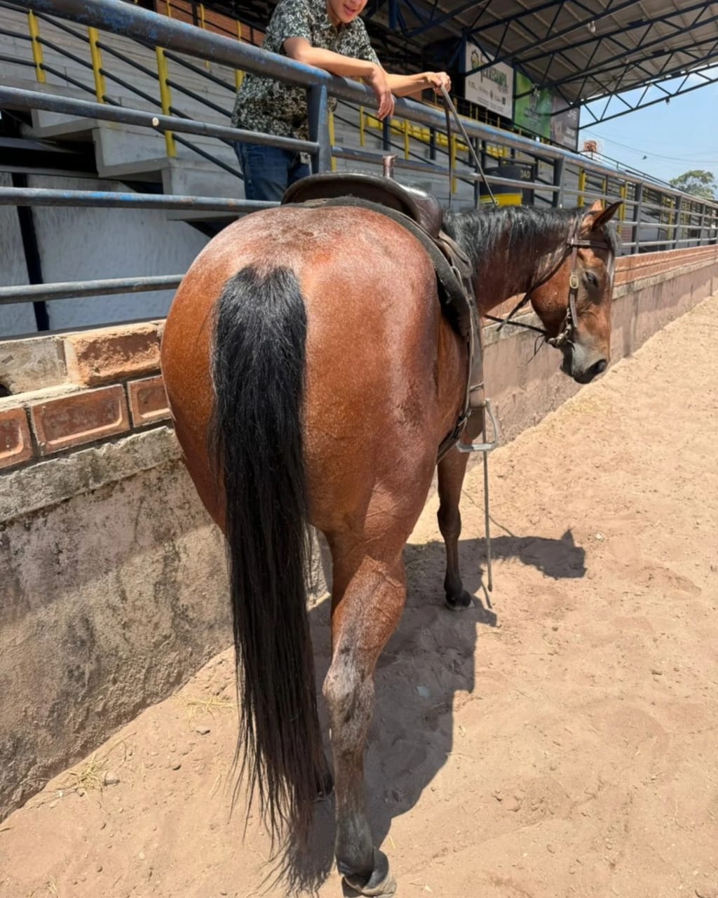 MV TORNABLUE - Imagen 2