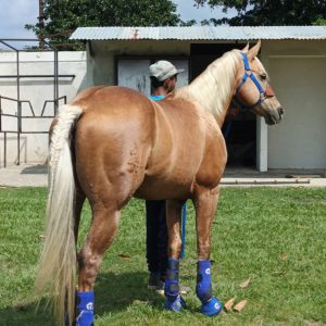 🌟 ¡BELLEZA Y NOBLEZA: CUARTO DE MILLA PALOMINO! 🐴💎