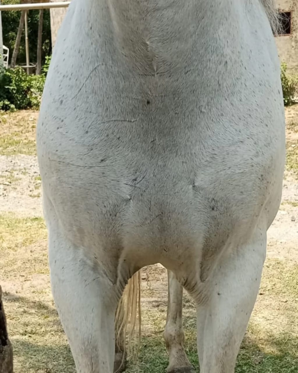 ¡YEGUA MORA EN VENTA! Mansedumbre y Versatilidad Garantizada - Imagen 6