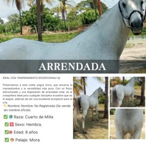 ¡YEGUA MORA EN VENTA! Mansedumbre y Versatilidad Garantizada