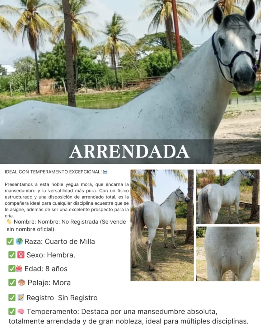 ¡YEGUA MORA EN VENTA! Mansedumbre y Versatilidad Garantizada