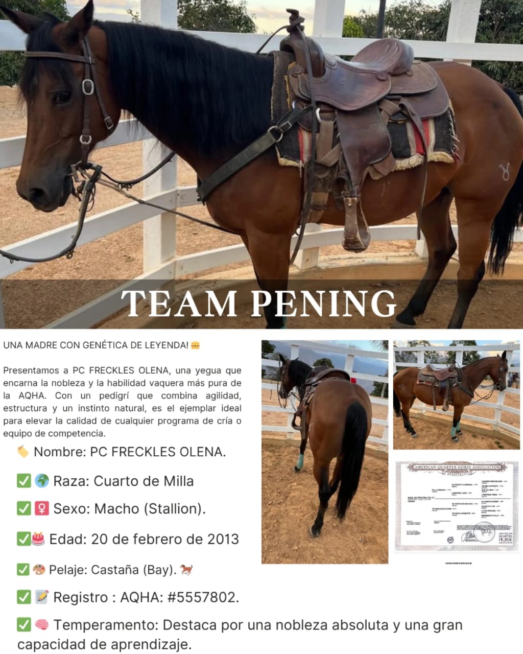 PC FRECKLES OLENA
